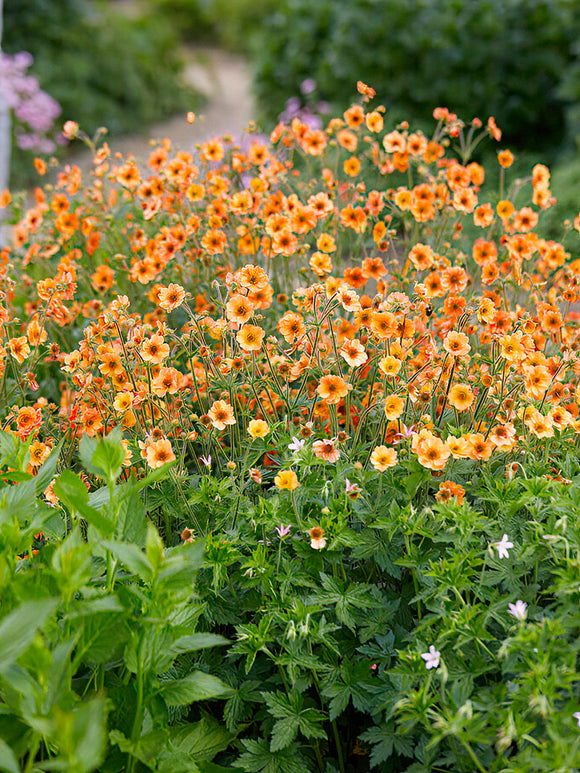 Kuklik Totally Tangerine (Geum)