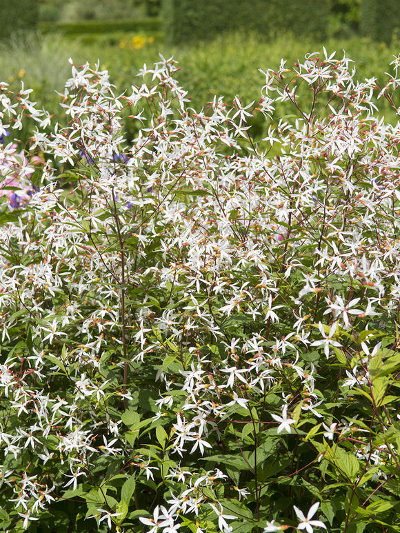 Gillenia trifoliata 