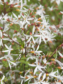 Gillenia Trifoliata