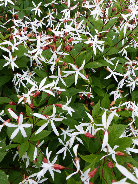 Gillenia trifoliata