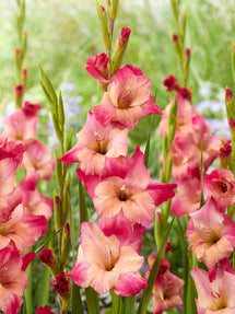 Mieczyk Apricot Bubble Gum (Gladiolus)