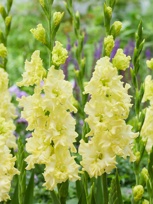 Mieczyk Lemon Ruffle (Gladiolus)