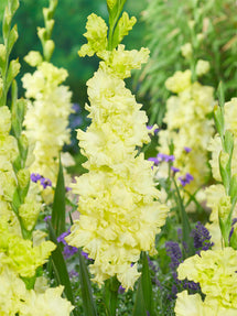 Mieczyk Lemon Ruffle (Gladiolus)