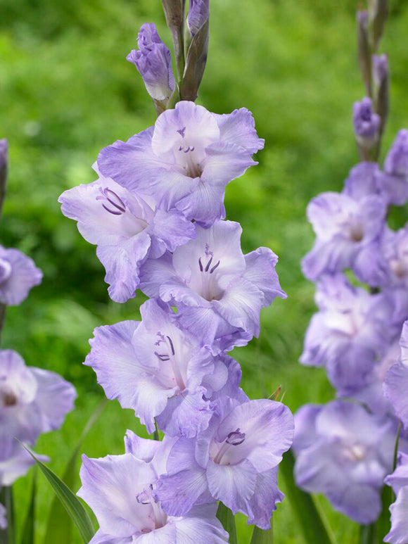 Mieczyk ‘Milka’ (Gladiolus ‘Milka’)