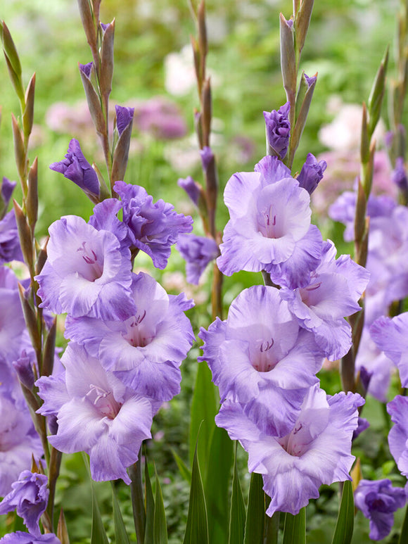 Mieczyk ‘Milka’ (Gladiolus ‘Milka’)