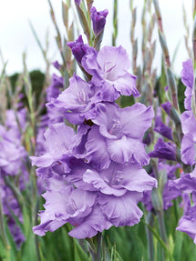 Mieczyk Milka (Gladiolus)