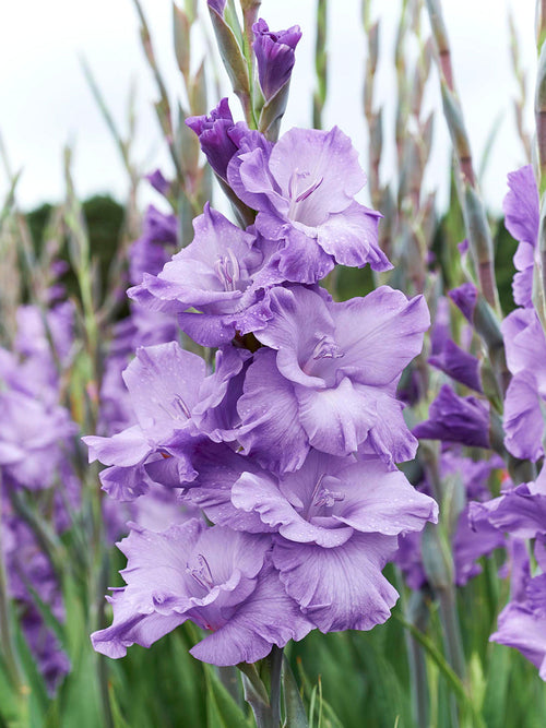 Mieczyk ‘Milka’ (Gladiolus ‘Milka’)