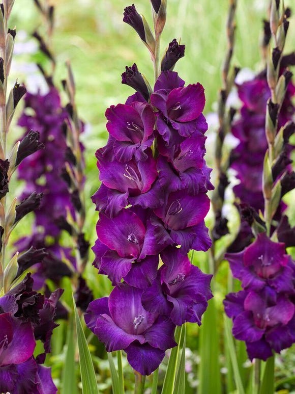 Mieczyk Mombasa (Gladiolus)