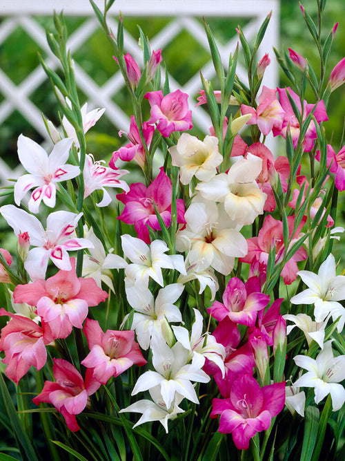 Mieczyk Nanus Mixed (Gladiolus)