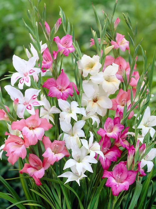 Mieczyk Nanus Mixed (Gladiolus)