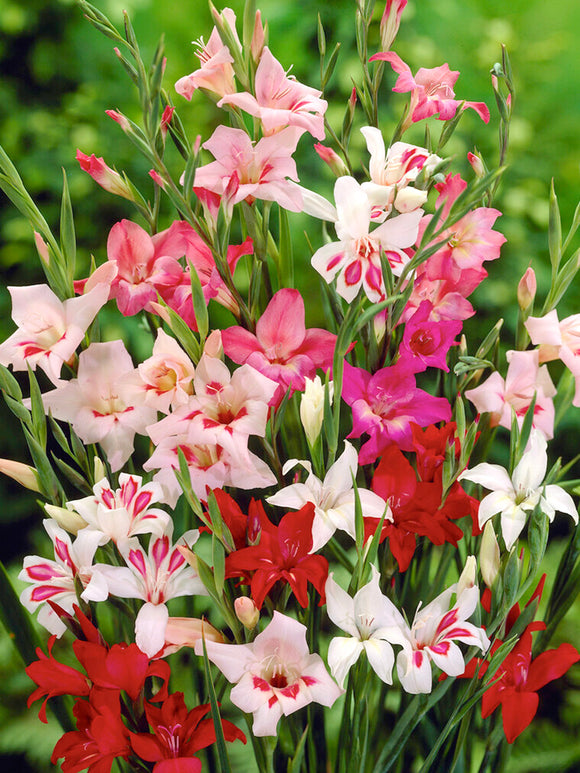 Mieczyk Nanus Mixed (Gladiolus)