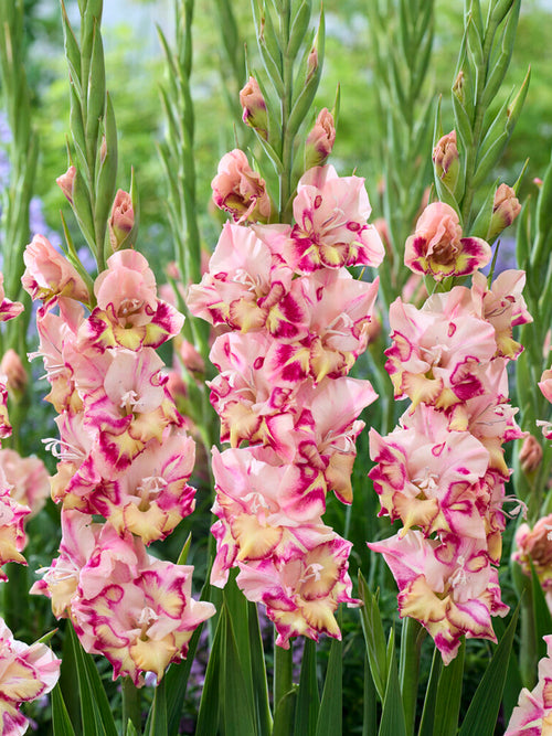 Mieczyk Quepo (Gladiolus)