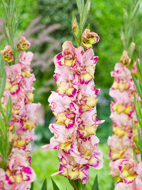 Mieczyk Quepo (Gladiolus)