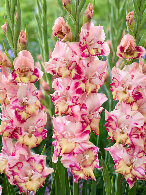 Mieczyk Quepo (Gladiolus)