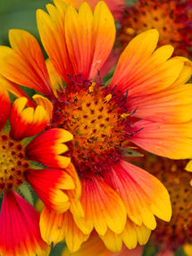 Dzielżan Mardi Gras (Helenium)