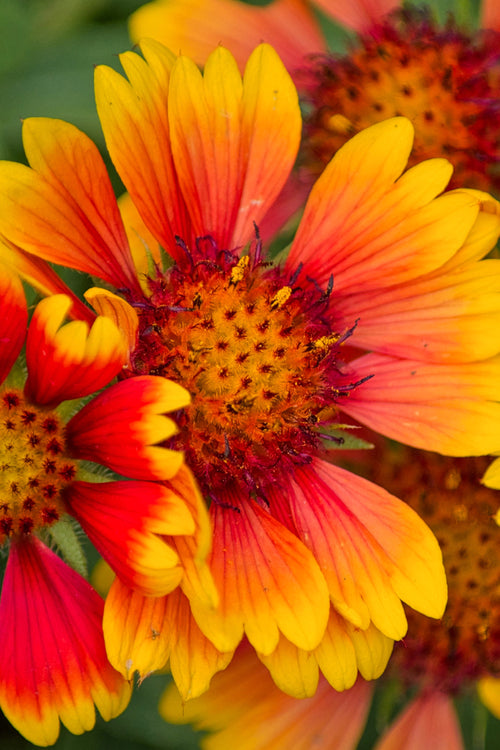 Dzielżan Mardi Gras (Helenium)