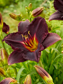 Liliowiec Black Stockings (Hemerocallis)