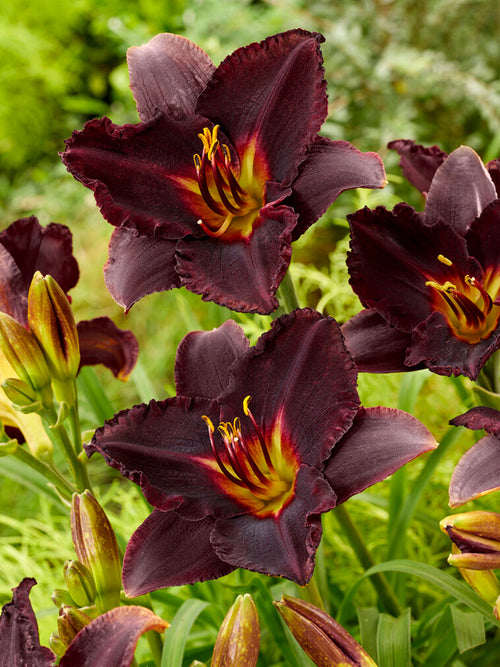 Liliowiec Black Stockings (Hemerocallis) 