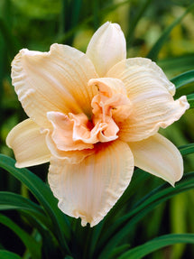 Liliowiec Double Dream (Hemerocallis)