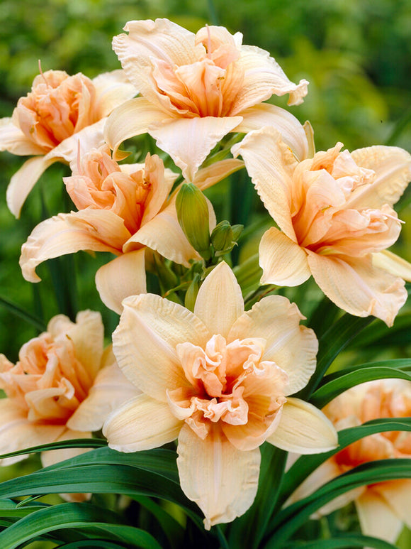 Liliowiec Double Dream (Hemerocallis)