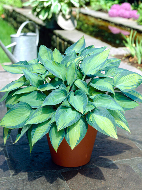 Hosta (Funkia) June z gołym korzeniem z Holandii