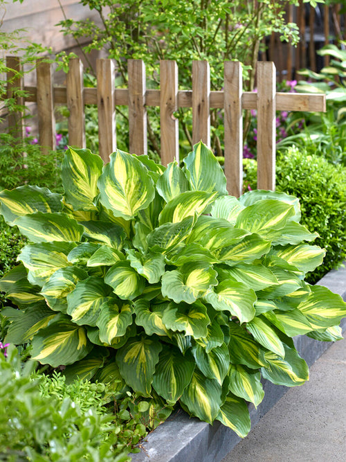 Hosta Lakeside Paisley Print