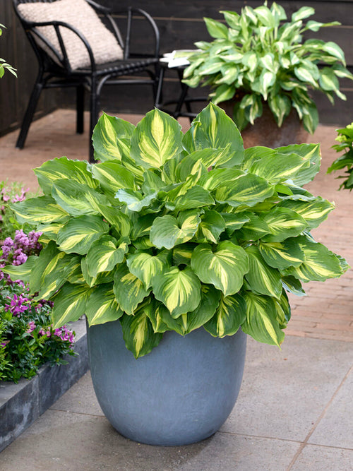 Hosta Lakeside Paisley Print Gołe korzenie z Holandii