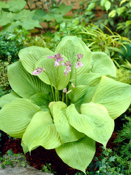 Hosta Sum and Substance