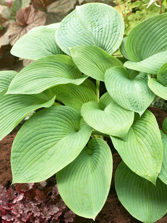 Buy Hosta T-Rex Bulbs, UK Delivery