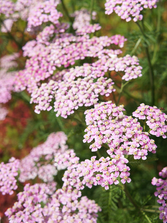 Krwawnik Ending Blue Achillea