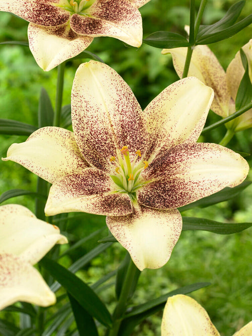 Buy Lily Easy Spot Bulbs