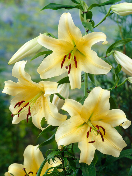 Lily Honeymoon Bulbs