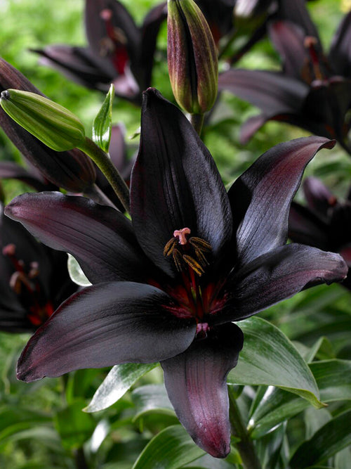 Buy Lily Landini Bulbs