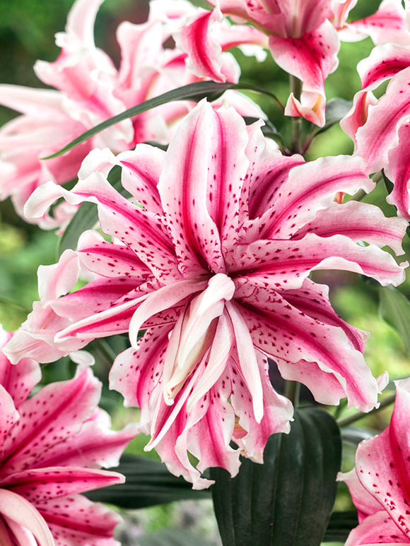 Lily Magic Star