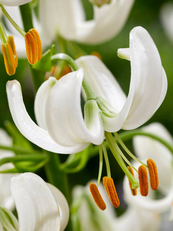 Lily Snowy Morning Bulbs