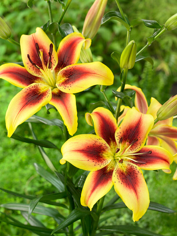 Buy Lily Viva la Vida Bulbs