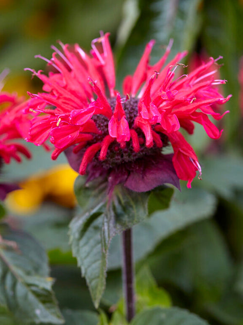 Monarda Bee Happy (Pysznogłówka)