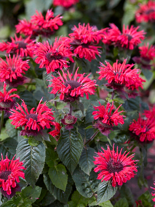 Monarda Bee Happy (Pysznogłówka)