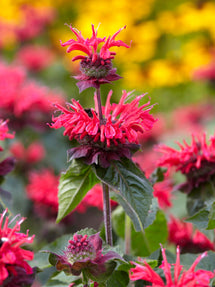 Monarda Bee Happy (Pysznogłówka