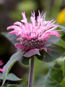 Monarda Bee Lieve (Pysznogłówka)