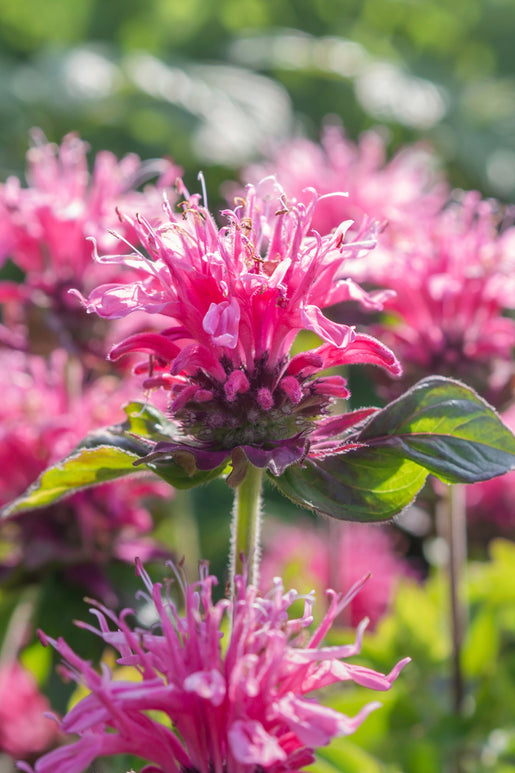 Monarda Cranberry Lace (Pysznogłówka)