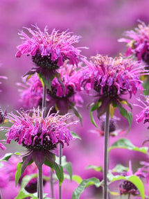 Monarda Cranberry Lace (Pysznogłówka)