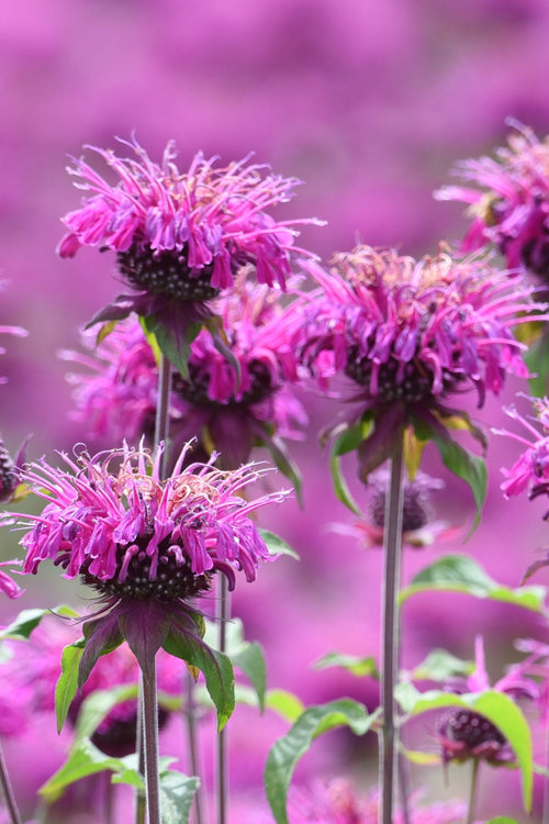 Kup Monarda Cranberry Lace (Pysznogłówka)