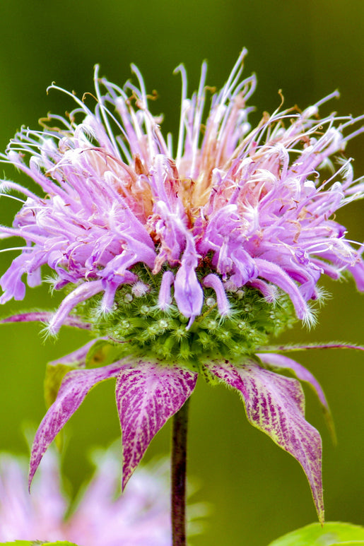 Monarda Cranberry Lace (Pysznogłówka)