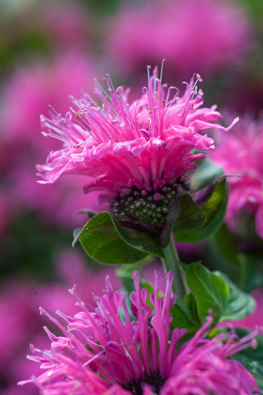 Monarda Cranberry Lace (Pysznogłówka)