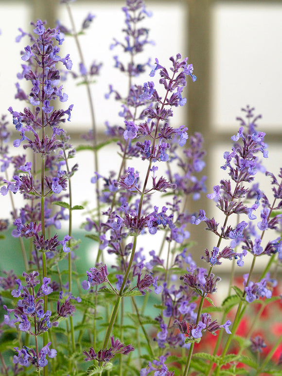 Kocimiętka ‘Junior Walker’ (Nepeta)