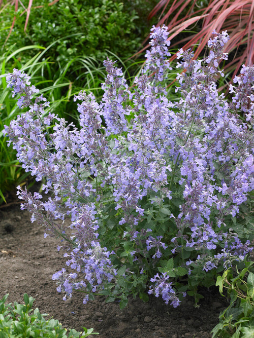 Kocimiętka ‘Junior Walker’ (Nepeta)