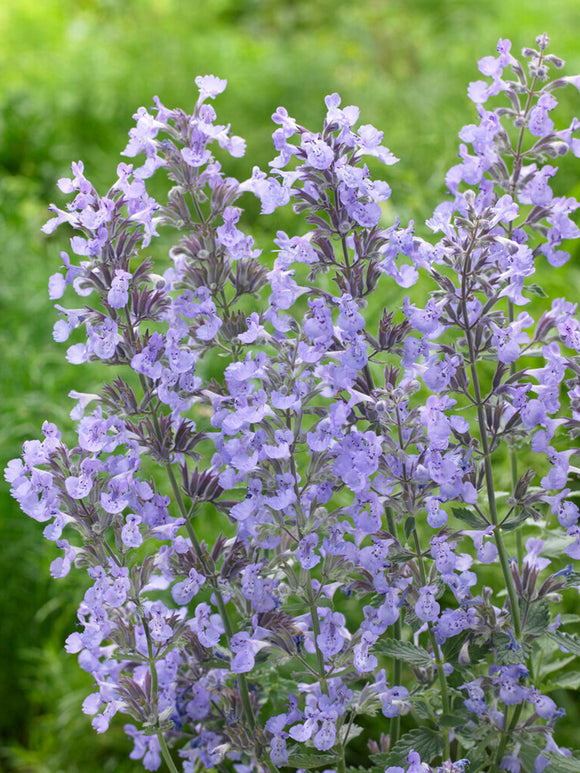 Kocimiętka ‘Junior Walker’ (Nepeta)