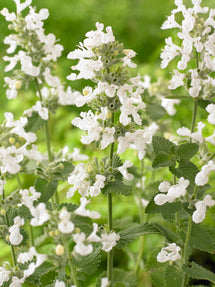 Kocimiętki Snowflake (Nepeta)