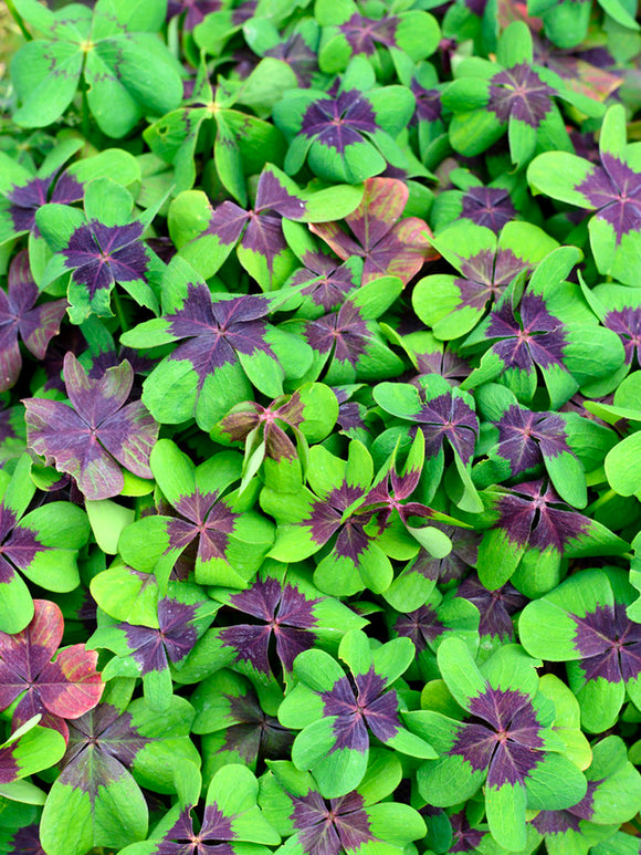 Oxalis Iron Cross (Lucky Clover)